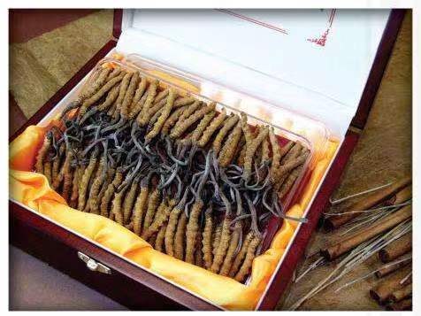 企石镇冬虫夏草回收